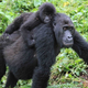 Grauer gorillas.